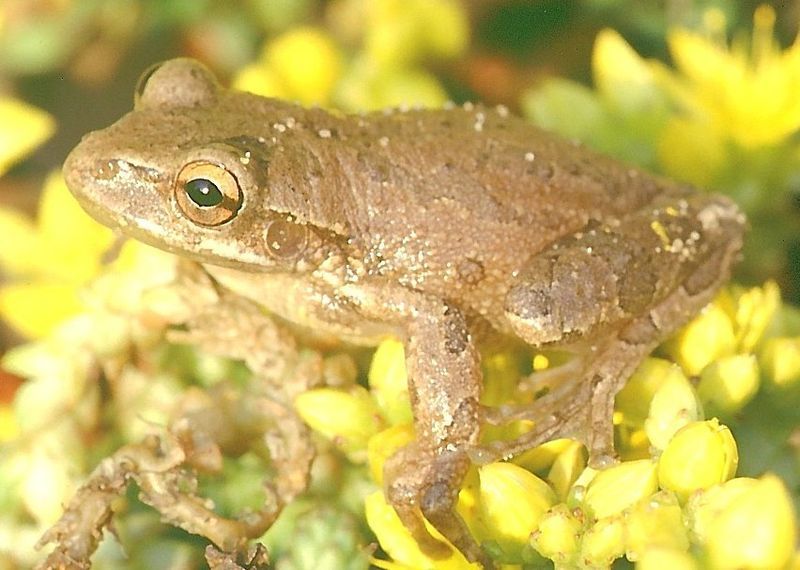 File:Hyla septentrionalis 1.jpg