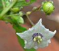 Flower of Jaltomata sagastegui in the hermaphroditic state. Collection Mione, Leiva & Yacher 755. Photo taken March 2007 in Peru.