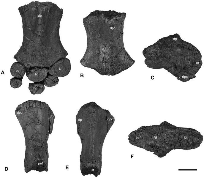 File:Janusaurus Humerus.jpg