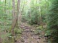 The Judge Branch in Frozen Head State Park in Tennessee