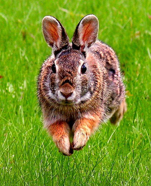 File:JumpingRabbit.JPG