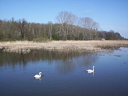 Pond in Kamionka