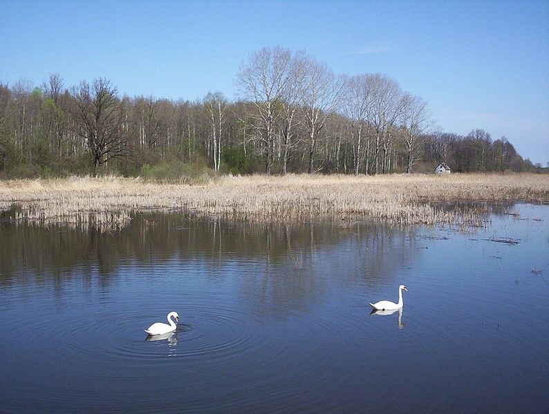 File:Kamionka pond01.jpg