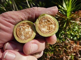 Dissected fruit