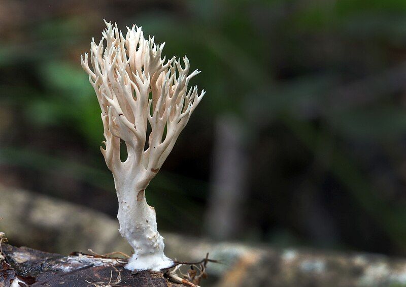 File:Lentaria micheneri 349076.jpg