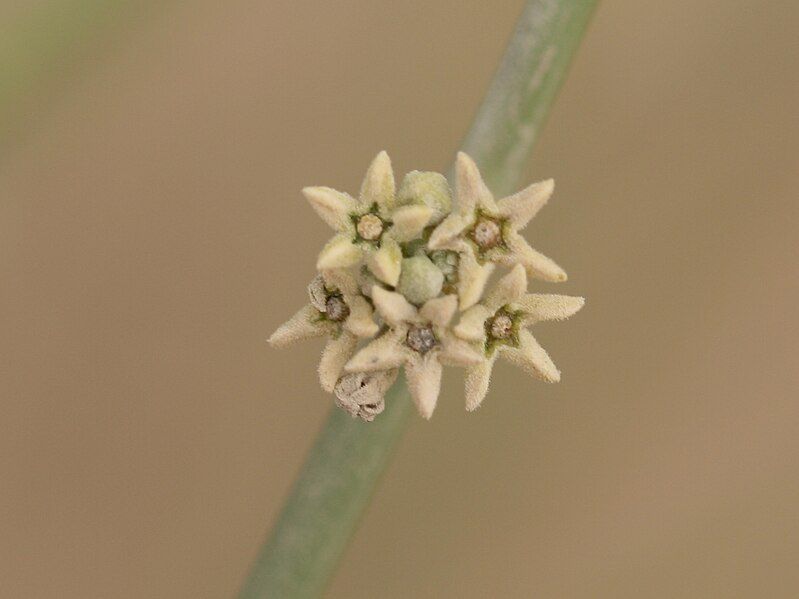 File:Leptadenia pyrotechnica 03.JPG