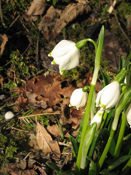 File:Leucojum vernum03.jpg