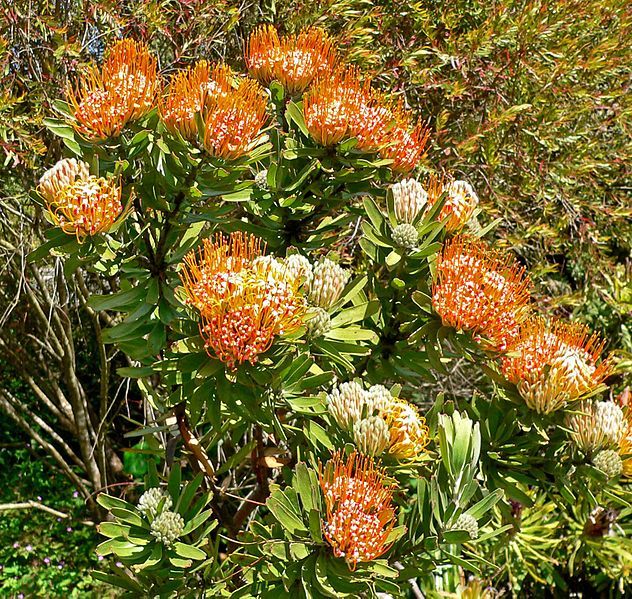 File:Leucospermum erubescens 2.jpg