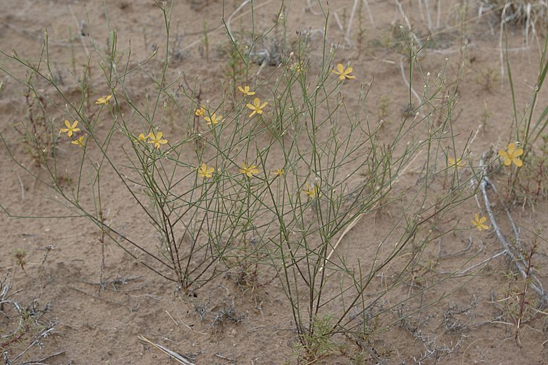 File:Linum aristatum habitus.jpg