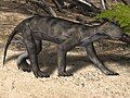 Lycaenops, South Africa