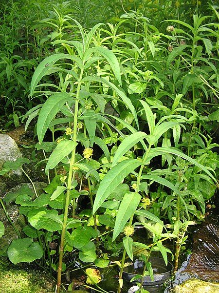 File:Lysimachia thyrsiflora002.jpg