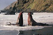 Bull elephant seals fighting