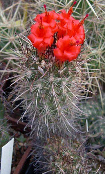 File:Mammillaria (Cochemia) maritima.jpg