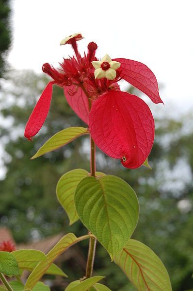 File:Mussaenda erythrophylla02.JPG