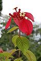 Mussaenda erythrophylla