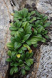 Rosette leaves