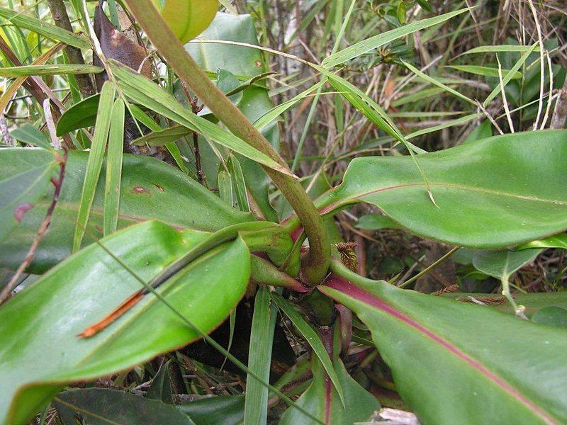 File:Nepenthes palawanensis2.jpg