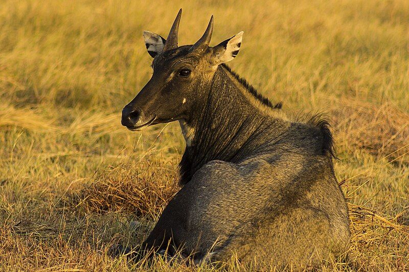 File:Nilgai1.jpg