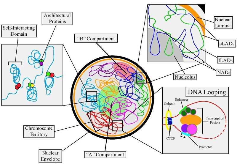 File:Nuclear Architecture.pdf