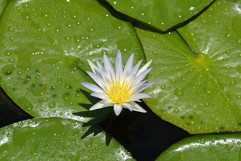 File:Nymphaea caerulea (1).jpg