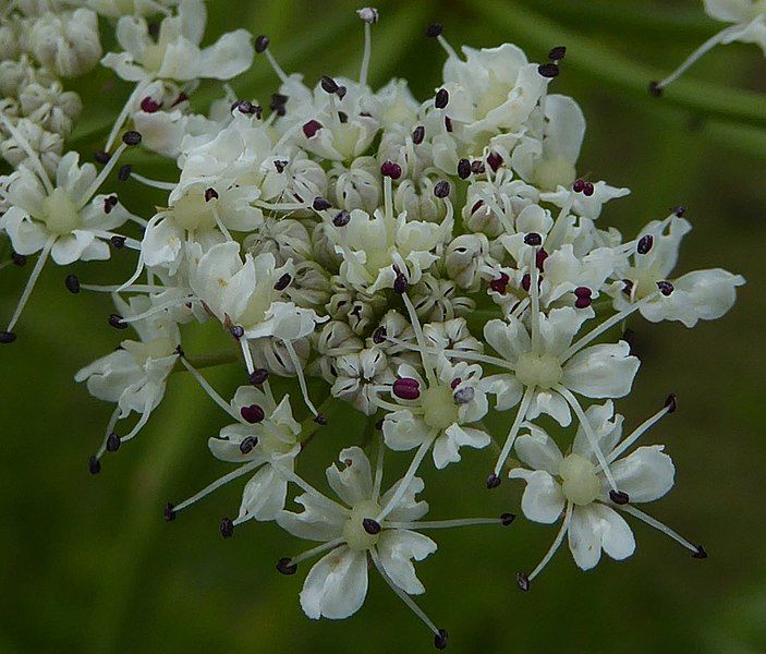 File:Oenanthe crocata flowers.jpg