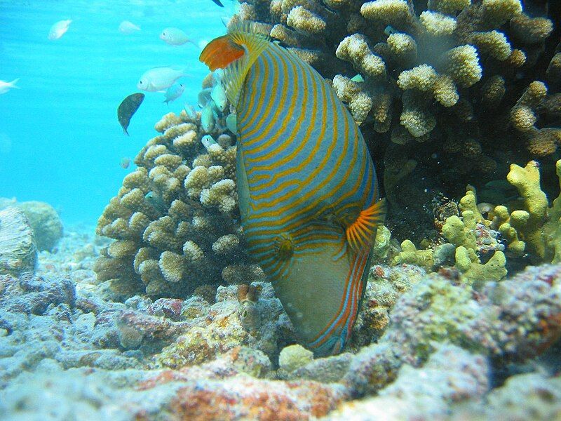 File:Orange-lined Triggerfish.jpg