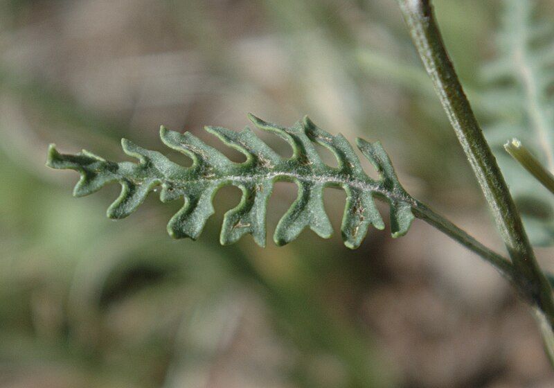 File:Packera fendleri leaf1.jpg