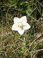 Parnassia palustris