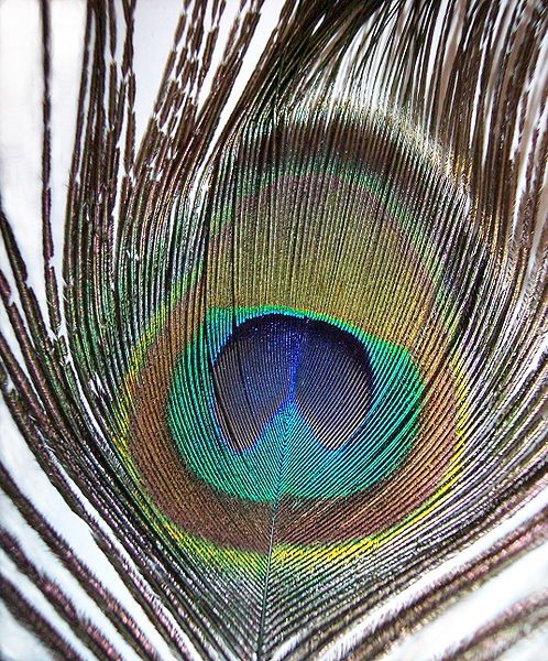 File:Pavo cristatus feather-mx.jpg