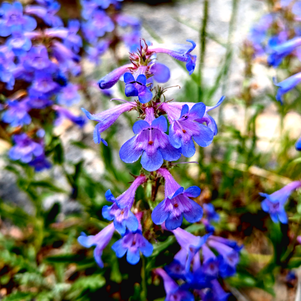 File:Penstemon virens close.png