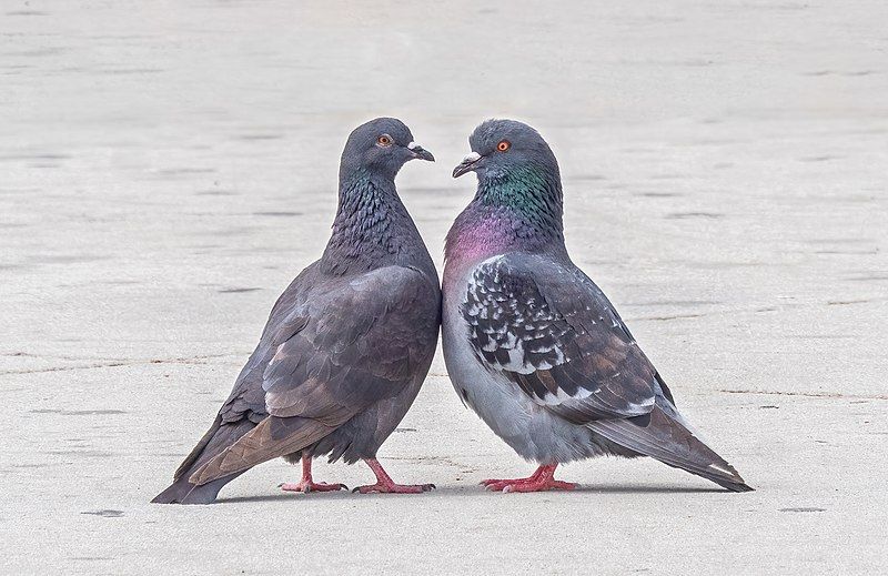 File:Pigeons courting (71062).jpg