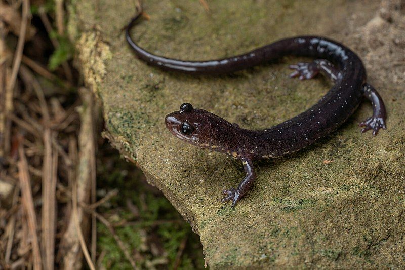 File:Plethodon wehrlei 227978399.jpg