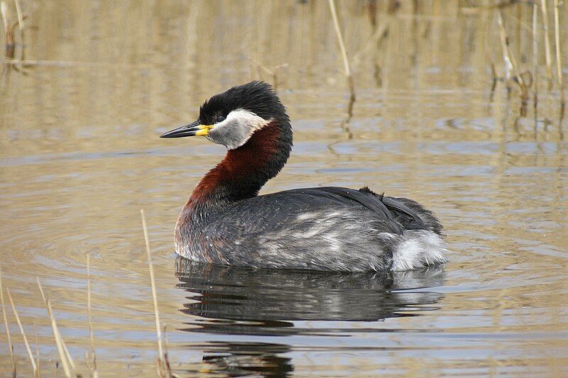 File:Podiceps grisegena (33624738966).jpg