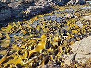 D. poha growing on Taieri Island, Otago