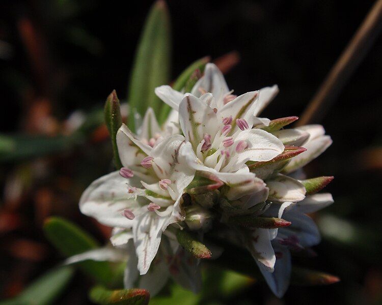 File:Polygonum paronychia.jpg