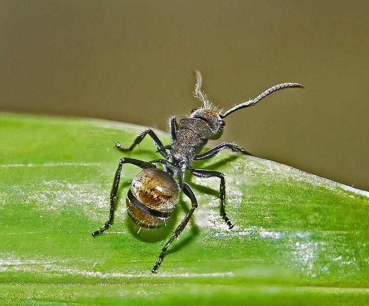 File:Polyrhachis aurea 1.jpg