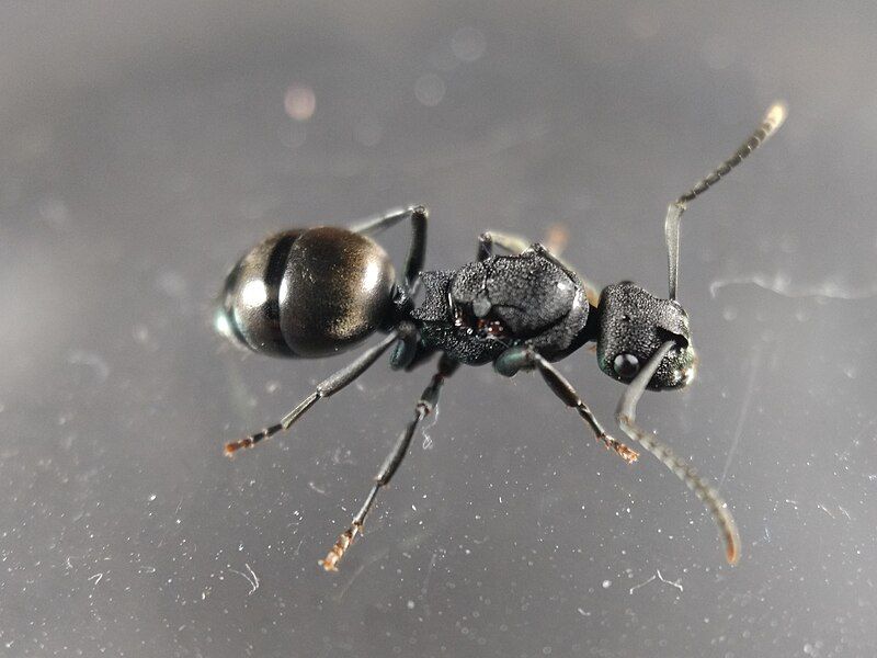 File:Polyrhachis phryne.jpg