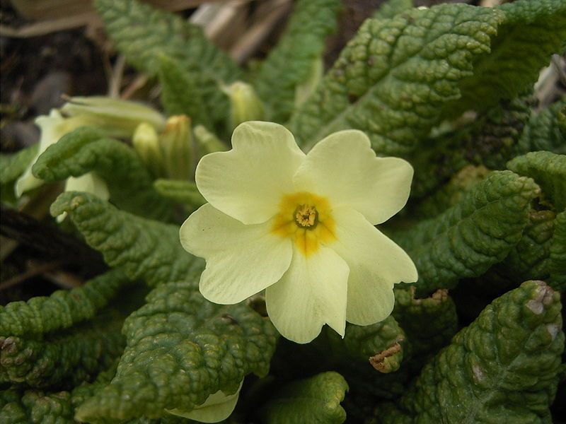 File:Primula-vulgaris-flower.jpg