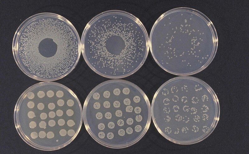 File:Pseudomonas syringae cultures.jpg