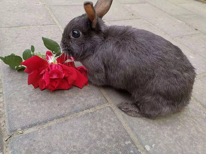 File:Rabbit-with-flower.jpg