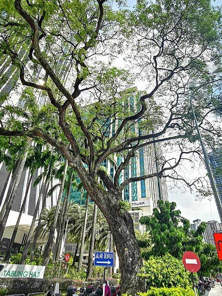 File:Rain Tree 23.jpg