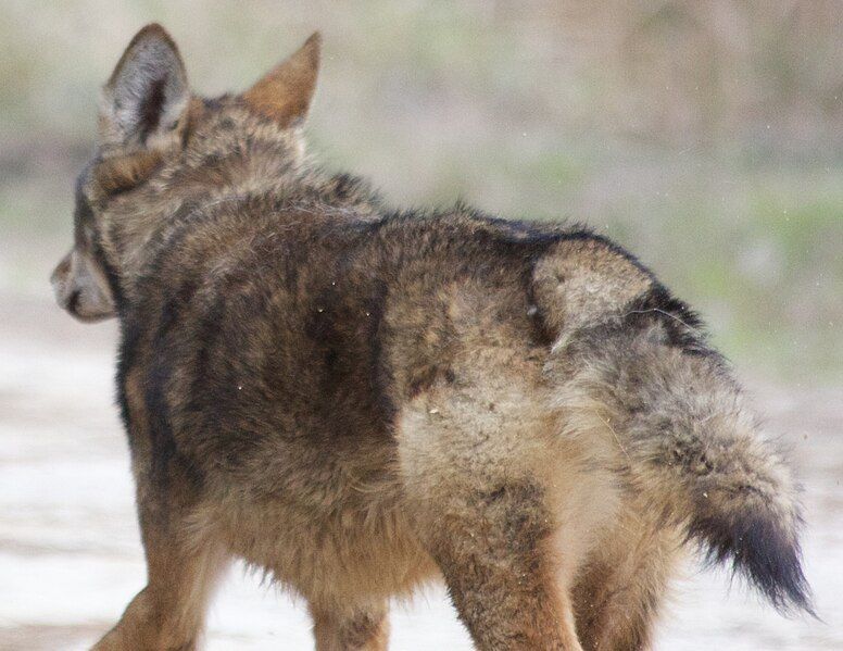 File:Red Wolf butt.jpg