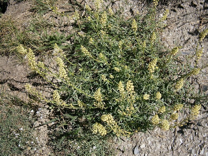 File:Reseda lutea 001.jpg