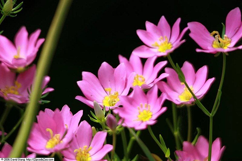 File:Sabatia dodecandra 1zz.jpg