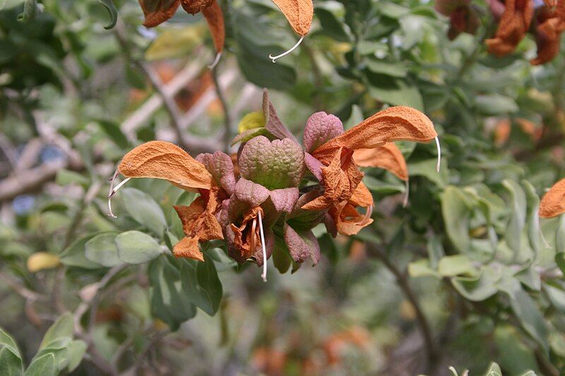 File:Salvia africana-lutea00.jpg