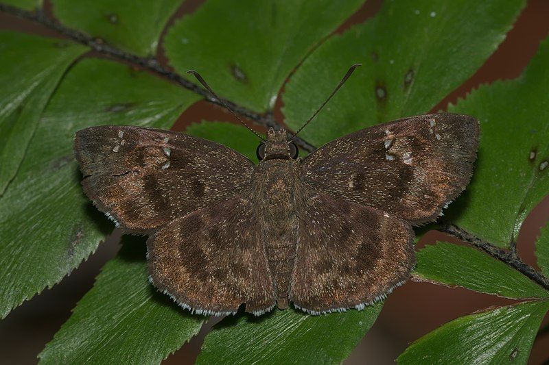 File:Sarangesa dasahara-Kadavoor-2016-04-02-001.jpg