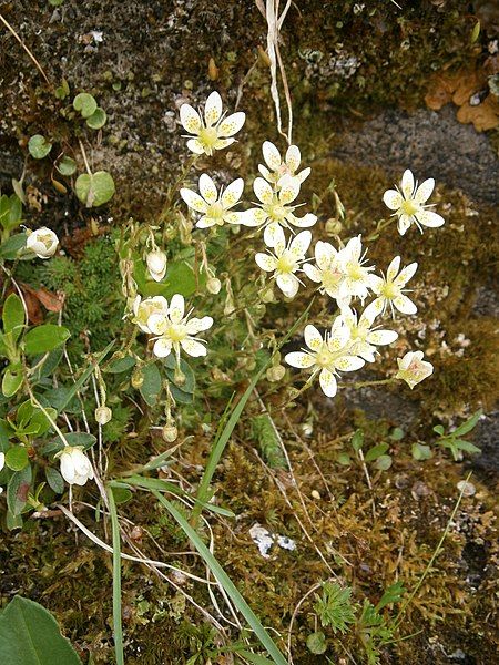 File:Saxifraga moschata RHu.JPG