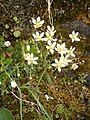 Saxifraga moschata