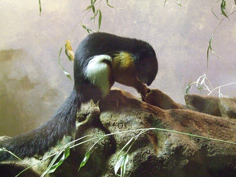 File:Schönhörnchen Frankfurt Zoo.jpg