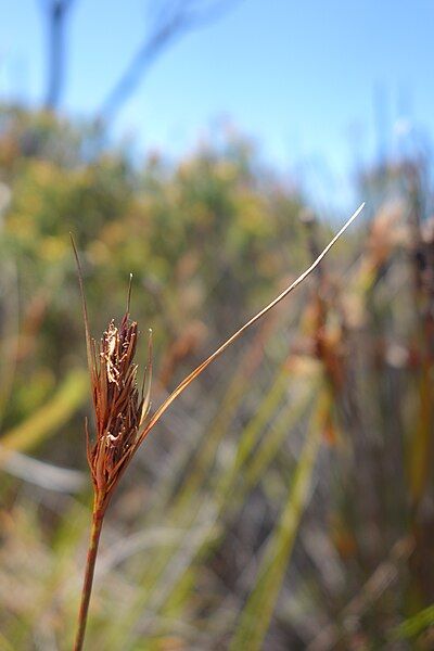 File:Scompactus-inflorescence-3.jpg